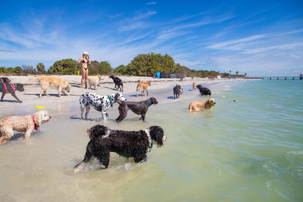 discover the best pet-friendly vacation spots for you and your furry friends. explore top destinations, accommodations, and tips to make your next getaway enjoyable for everyone!