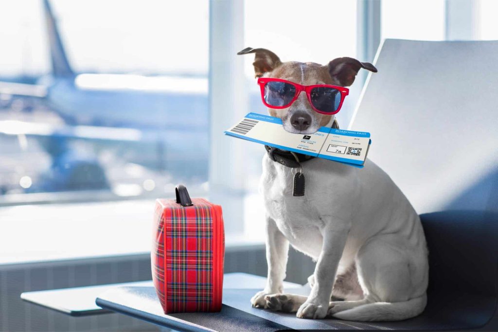 discover essential pet travel tips to make your journey safe and stress-free for your furry friend. learn how to prepare, pack, and travel comfortably with your pet anywhere you go.