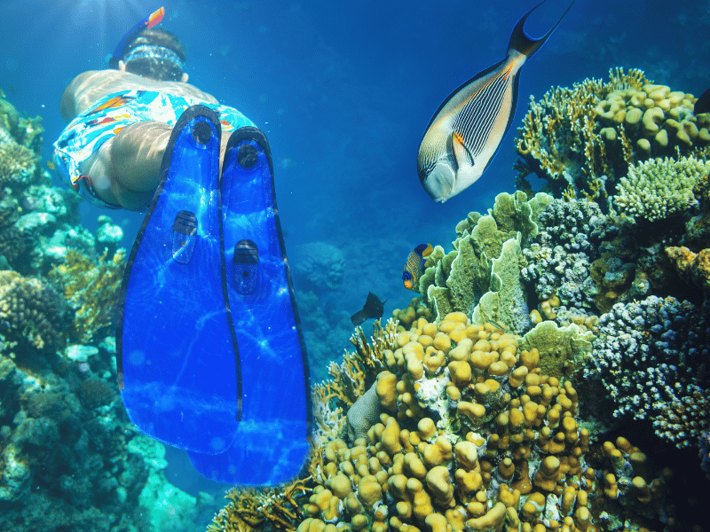 discover the best snorkeling spots around the world, featuring crystal-clear waters, vibrant marine life, and breathtaking underwater scenery. perfect for beginners and experienced snorkelers alike!