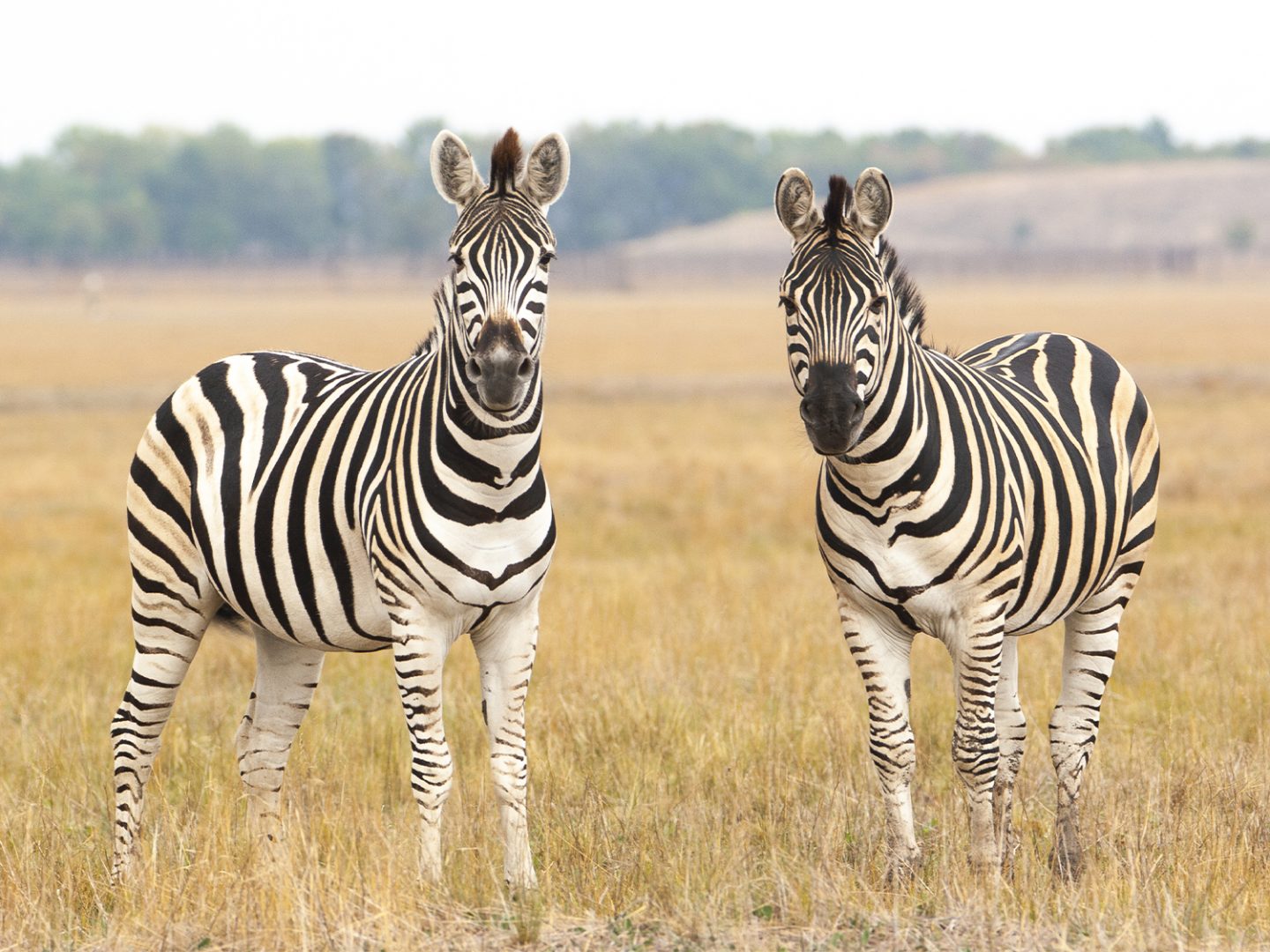 discover the incredible wildlife in south africa, from the big five in national parks to unique bird species and rich biodiversity. learn about the best safari spots and how to experience south african wildlife responsibly.