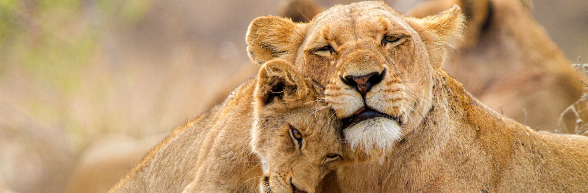 discover the diverse wildlife in south africa, from the iconic big five to unique bird species. explore national parks, safaris, and conservation efforts for a thrilling experience in this extraordinary destination.