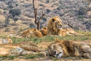 discover the diverse wildlife in south africa, from majestic lions and elephants to unique bird species. learn about the best safari destinations, national parks, and tips for an unforgettable wildlife experience in south africa.